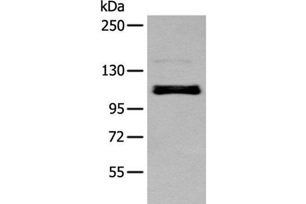 ZNF281 antibody