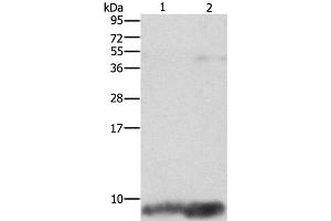 Western Blot analysis of Mouse brain and heart tissue using FXYD1 Polyclonal Antibody at dilution of 1:1290 (FXYD1 antibody)