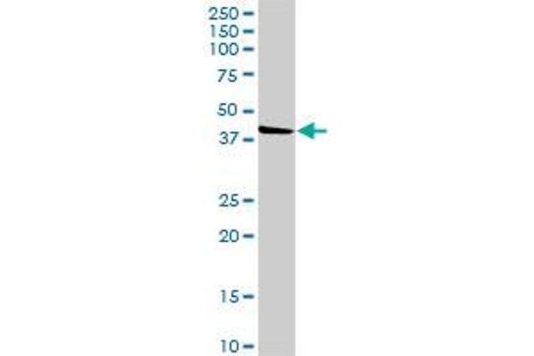 SGK196 antibody  (AA 1-350)