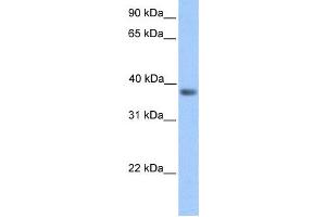 Western Blotting (WB) image for anti-Neurogenic Differentiation 6 (NEUROD6) antibody (ABIN2457951) (NEUROD6 antibody)