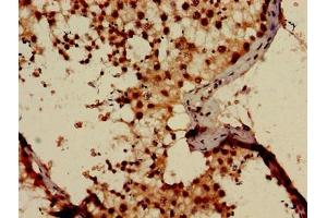 Immunohistochemistry of paraffin-embedded human testis tissue using ABIN7163274 at dilution of 1:100 (Phosphoglucomutase 1 antibody  (AA 1-562))