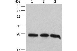 Western blot analysis of 293T cell lysates using CHCHD3 Polyclonal Antibody at dilution of 1:1000 (CHCHD3 antibody)