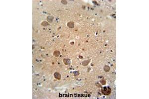 CF062 antibody (Center) immunohistochemistry analysis in formalin fixed and paraffin embedded human brain tissue followed by peroxidase conjugation of the secondary antibody and DAB staining. (C6ORF62 antibody  (Middle Region))