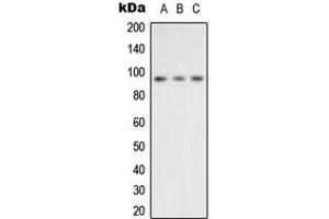Western blot analysis of VCP expression in HeLa (A), K562 (B), Raw264. (VCP antibody  (Center))