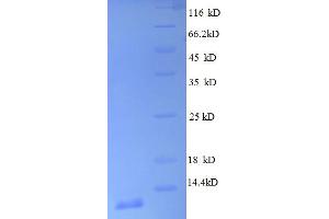 SDS-PAGE (SDS) image for Ribosomal Protein L30 (RPL30) (AA 1-59), (full length) protein (His tag) (ABIN5712632) (RPL30 Protein (AA 1-59, full length) (His tag))