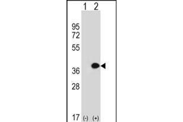 MLF1 antibody  (C-Term)