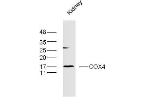 Mouse kidney lysates probed with COX4 Polyclonal Antibody, Unconjugated  at 1:300 dilution and 4˚C overnight incubation.