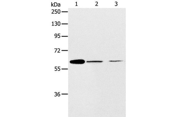 ABCE1 antibody