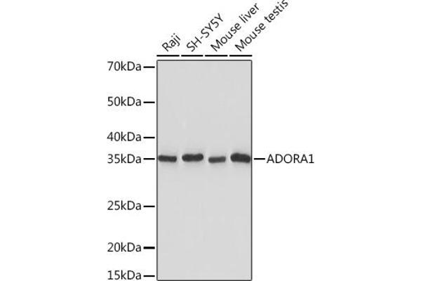 ADORA1 antibody