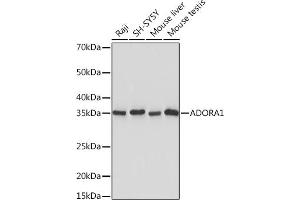 Western blot analysis of extracts of various cell lines, using  Rabbit mAb (ABIN7265453) at 1:1000 dilution. (ADORA1 antibody)
