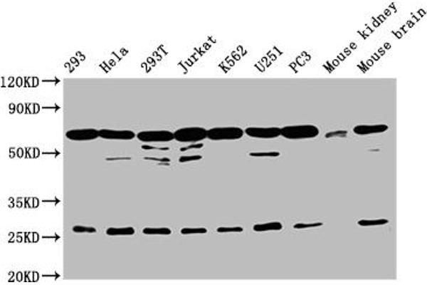 ARIH2 antibody  (AA 43-360)