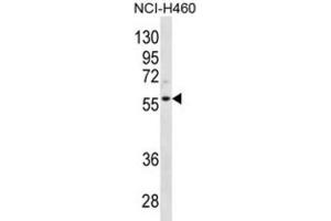 Western Blotting (WB) image for anti-Cyclin L2 (CCNL2) antibody (ABIN2996714)