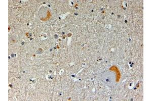 ABIN334368 (4µg/ml) staining of paraffin embedded Human Brain. (NOS1AP antibody  (N-Term))