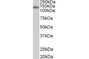 ABIN940568 (0. (TERT antibody  (AA 597-611))