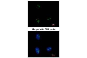 ICC/IF Image Immunofluorescence analysis of paraformaldehyde-fixed HeLa, using KRR1, antibody at 1:500 dilution. (KRR1 antibody)