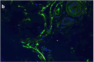 Immunofluorescence (IF) image for anti-SARS-CoV-2 Spike (C-Term) antibody (ABIN1030641)