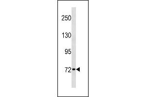 SYN1 Antibody (C-term) (ABIN1881860 and ABIN2843335) western blot analysis in HL-60 cell line lysates (35 μg/lane). (SYN1 antibody  (C-Term))