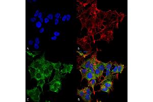 Immunocytochemistry/Immunofluorescence analysis using Rabbit Anti-ATG4A Polyclonal Antibody . (ATG4A antibody  (AA 102-113) (FITC))