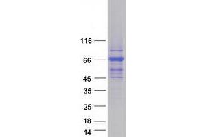 Validation with Western Blot (TBC1D10A Protein (Myc-DYKDDDDK Tag))