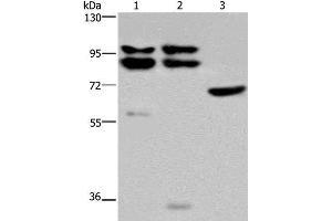 Western Blot analysis of Hela, 231 and NIH/3T3 cell using OS9 Polyclonal Antibody at dilution of 1:200 (OS9 antibody)