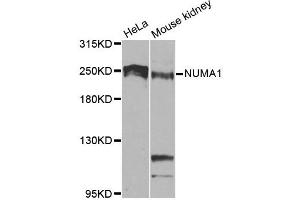 Western blot analysis of extracts of various cell lines, using NUMA1 antibody. (NUMA1 antibody)
