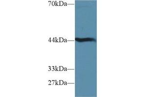 Western Blot; Sample: Mouse Liver lysate; Primary Ab: 1µg/ml Rabbit Anti-Mouse HAO1 Antibody Second Ab: 0. (HAO1 antibody  (AA 113-369))