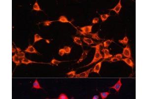 Immunofluorescence analysis of NIH/3T3 cells using ABCB10 Polyclonal Antibody at dilution of 1:100. (ABCB10 antibody)