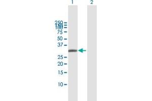 Western Blot analysis of AQP7 expression in transfected 293T cell line by AQP7 MaxPab polyclonal antibody. (Aquaporin 7 antibody  (AA 1-342))