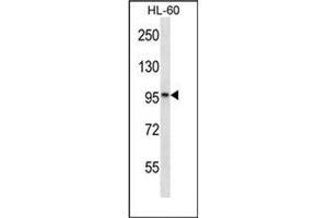Western blot analysis of KANK2 / SIP Antibody (Center) in HL-60 cell line lysates (35ug/lane). (KANK2 antibody  (Middle Region))