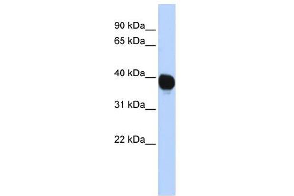 TPST2 antibody  (Middle Region)