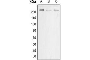 Western blot analysis of p22 phox expression in MCF7 (A), NIH3T3 (B), PC12 (C) whole cell lysates. (CYBA antibody  (Center))