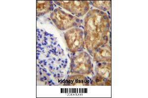 ASS1 Antibody immunohistochemistry analysis in formalin fixed and paraffin embedded human kidney tissue followed by peroxidase conjugation of the secondary antibody and DAB staining. (ASS1 antibody  (C-Term))