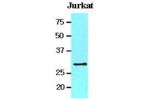 Cell lysates of Jurkat (20 ug) were resolved by SDS-PAGE, transferred to nitrocellulose membrane and probed with anti-human 14-3-3 tau (1:1000). (14-3-3 theta antibody  (AA 1-245))