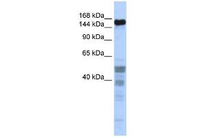 Western Blotting (WB) image for anti-Zinc Finger Protein 335 (ZNF335) antibody (ABIN2458415)
