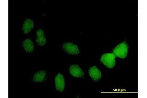 Immunofluorescence of purified MaxPab antibody to TSPYL4 on HeLa cell. (TSPY-Like 4 antibody  (AA 1-211))
