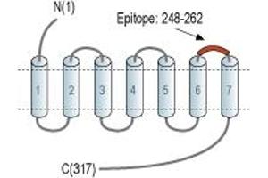 Representative domain view of the target of ABIN7885545.