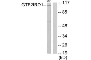 Western blot analysis of extracts from 293 cells, using GTF2IRD1 antibody.