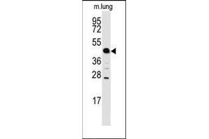 Western blot analysis of anti-ACPP Antibody (C-term) in mouse lung tissue lysates (35ug/lane).
