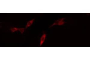 ABIN6268911 staining U87-MG cells by IF/ICC. (Claudin 11 antibody  (C-Term))