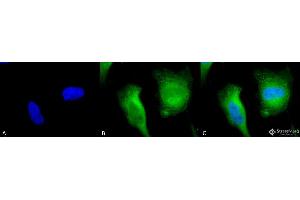 Immunocytochemistry/Immunofluorescence analysis using Rabbit Anti-Calcineurin A Polyclonal Antibody . (Calcineurin A antibody  (AA 264-283) (PerCP))