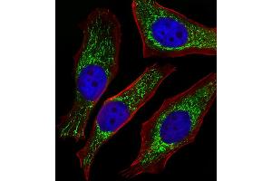 Fluorescent image of Hela cells stained with NDUFB4 Antibody (N-term).