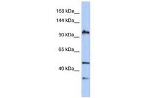 Image no. 1 for anti-XPA Binding Protein 2 (XAB2) (AA 35-84) antibody (ABIN6743564)
