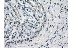 Image no. 5 for anti-P450 (Cytochrome) Oxidoreductase (POR) antibody (ABIN1497746) (POR antibody)