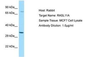 Image no. 1 for anti-RAS-Like, Family 11, Member A (RASL11A) (AA 41-90) antibody (ABIN6750068) (RASL11A antibody  (AA 41-90))