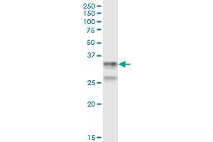 Immunoprecipitation of CD79B transfected lysate using anti-CD79B MaxPab rabbit polyclonal antibody and Protein A Magnetic Bead , and immunoblotted with CD79B purified MaxPab mouse polyclonal antibody (B01P) . (CD79b antibody  (AA 1-229))