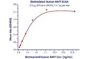 Immobilized Human BCMA, His Tag  with a linear range of 0. (BAFF Protein (AA 134-285) (His tag,AVI tag,Biotin))
