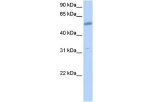 Western Blotting (WB) image for anti-Collagen, Type XXVI, alpha 1 (COL26A1) antibody (ABIN2463535) (Collagen, Type XXVI, alpha 1 (COL26A1) antibody)
