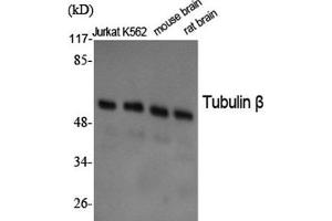 Western Blot analysis of various cells using beta Tubulin Polyclonal Antibody at dilution of 1:2000. (TUBB antibody)