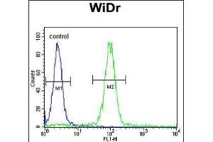 MEIS2 Antibody (Center ) (ABIN651709 and ABIN2840369) flow cytometric analysis of WiDr cells (right histogram) compared to a negative control cell (left histogram). (MEIS2 antibody  (AA 254-280))
