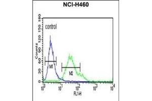 FCGR1A Antibody (Center) (ABIN651123 and ABIN2840085) flow cytometric analysis of NCI- cells (right histogram) compared to a negative control cell (left histogram). (FCGR1A antibody  (AA 217-245))
